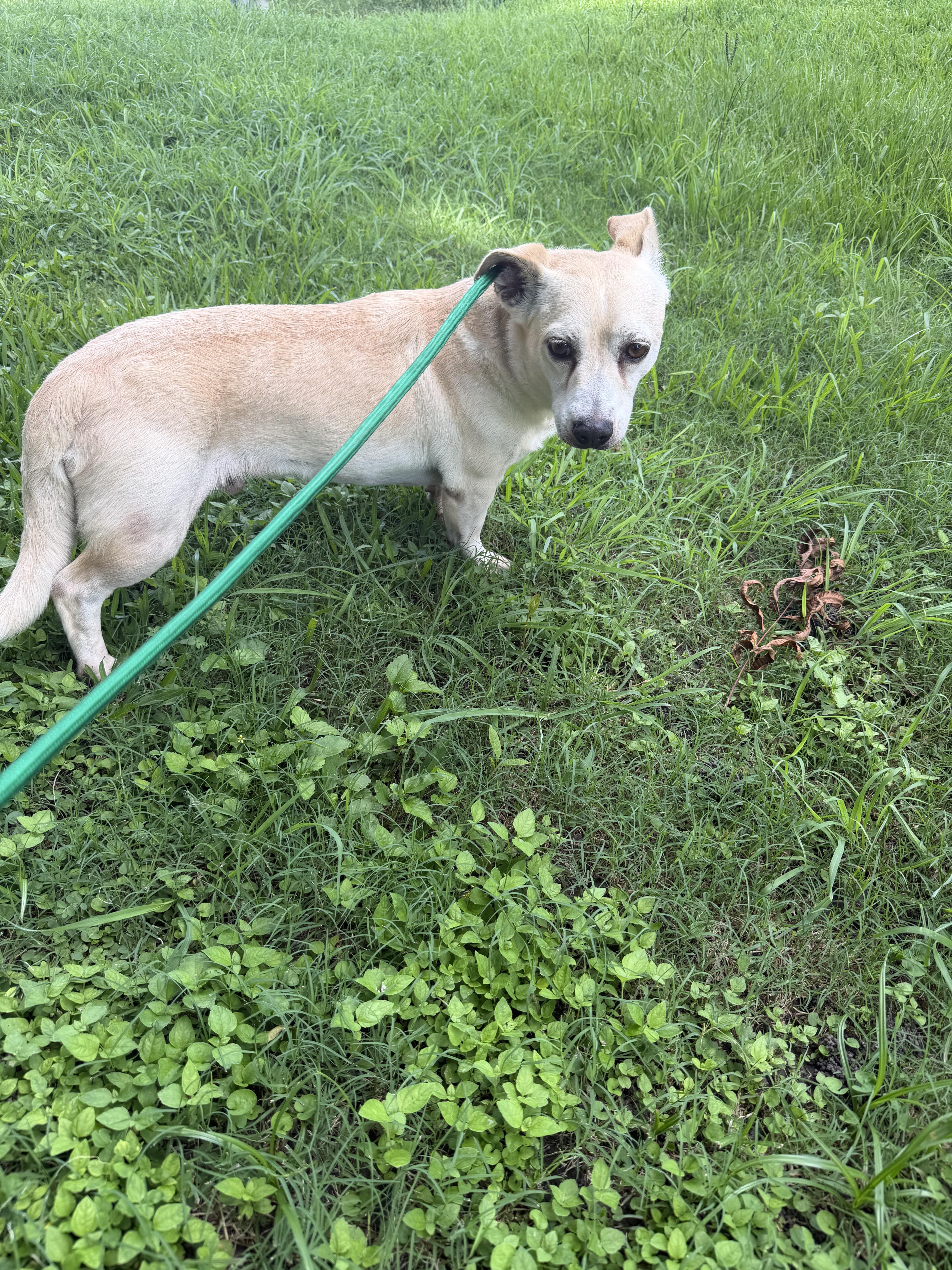 Otis, a ADOPTABLE mixed breed in Warwick, RI image 2/4