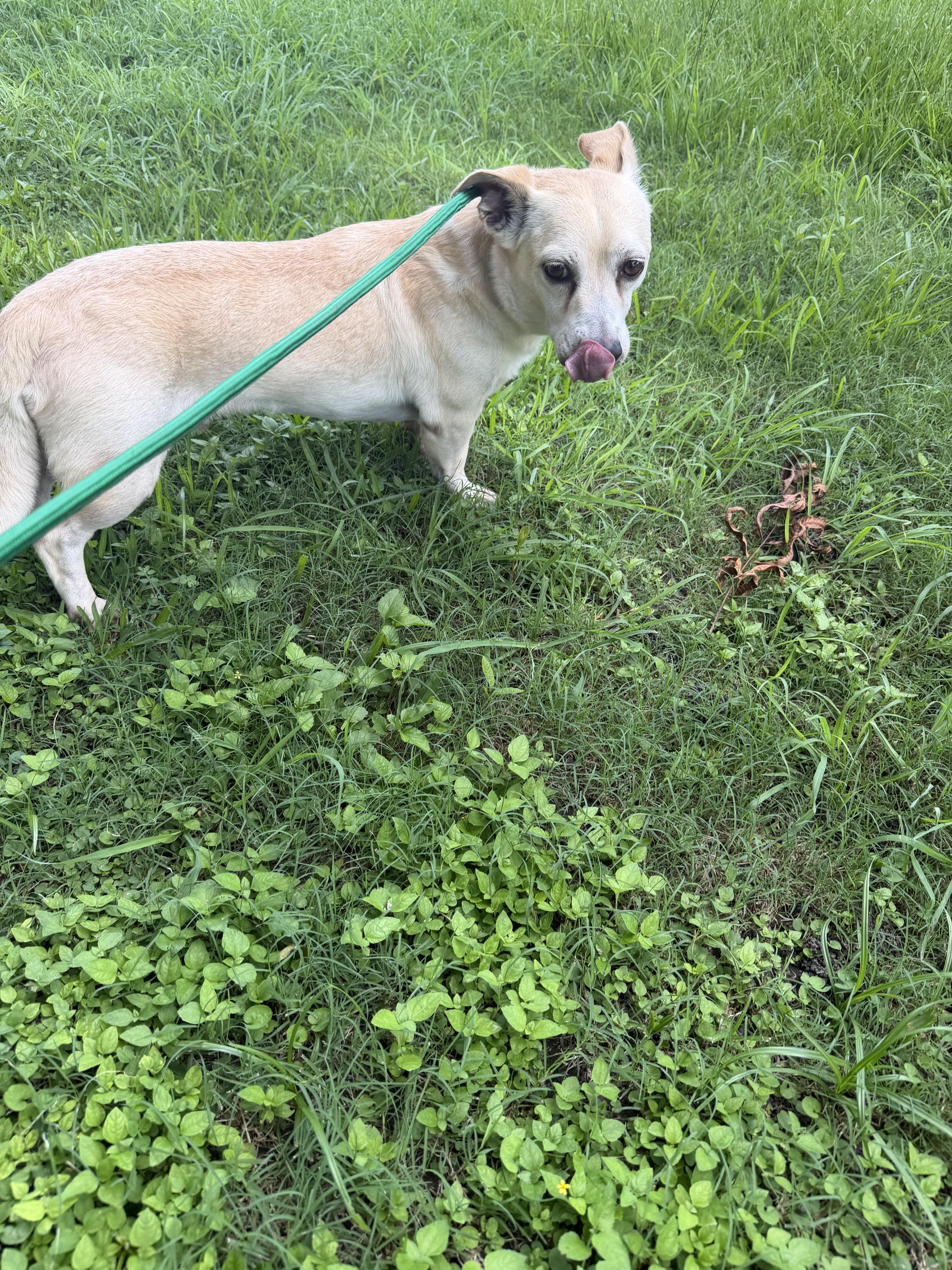 Otis, a ADOPTABLE mixed breed in Warwick, RI image 4/4