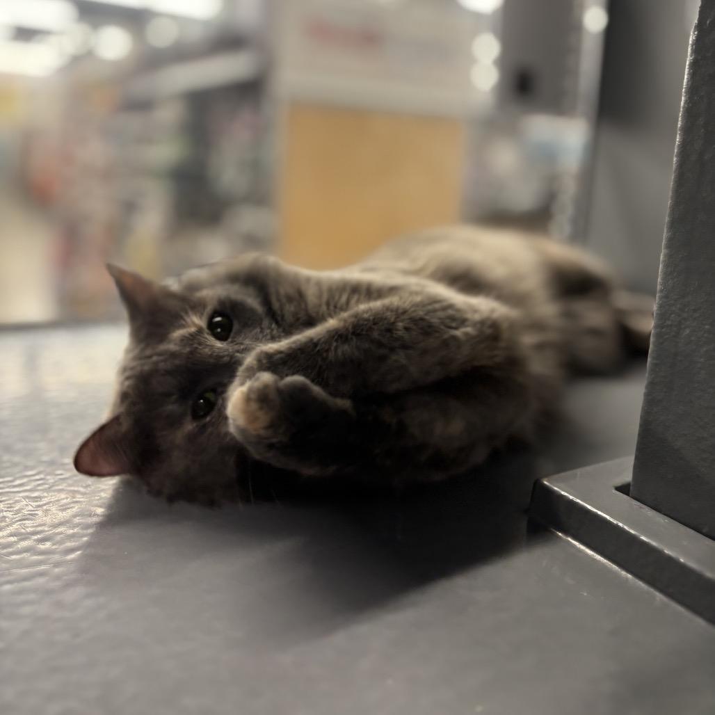 Orla, a Adoptable Domestic Short Hair in Auburn, AL image 1/6