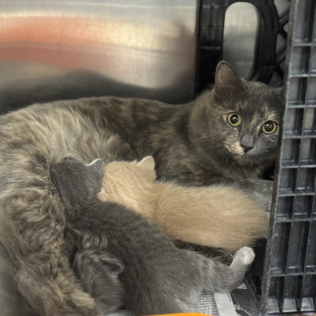 Orla, a Adoptable Domestic Short Hair in Auburn, AL image 4/6