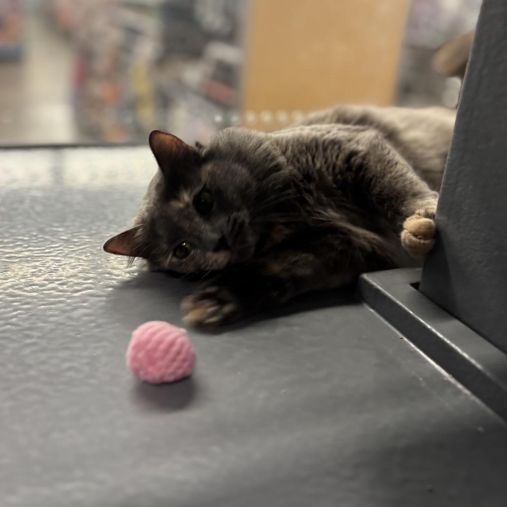 Orla, a Adoptable Domestic Short Hair in Auburn, AL image 6/6