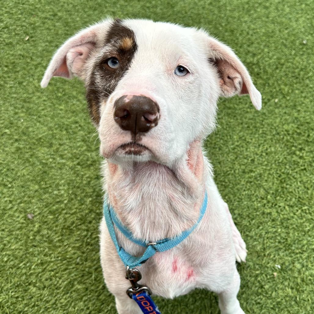 Mosely, a Adoptable Mixed Breed in Washington Township, OH image 1/6