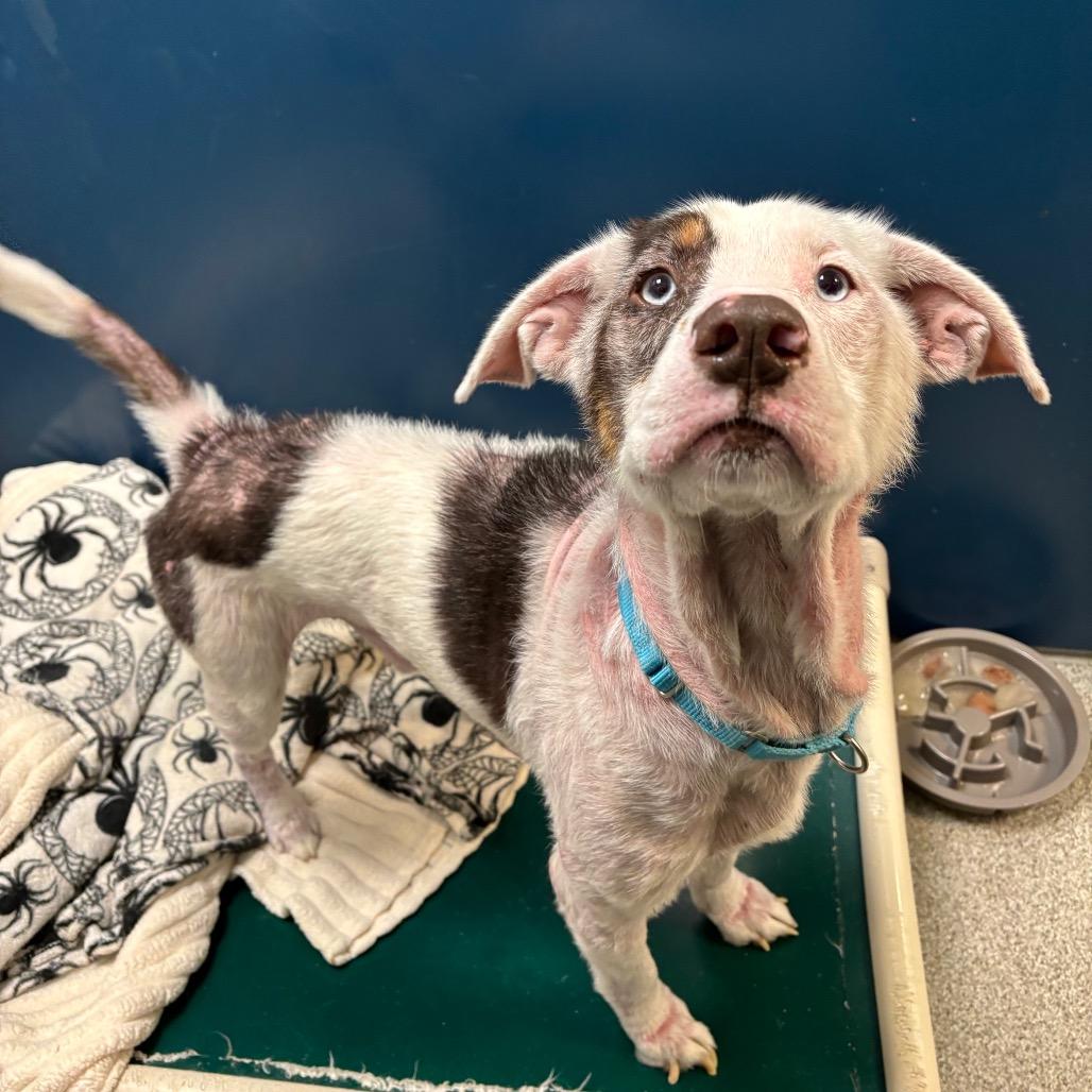 Mosely, a Adoptable Mixed Breed in Washington Township, OH image 2/6