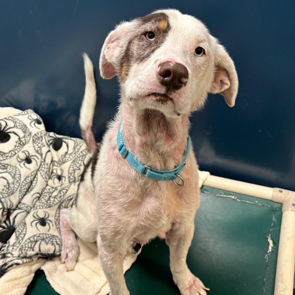 Mosely, a Adoptable Mixed Breed in Washington Township, OH image 3/6