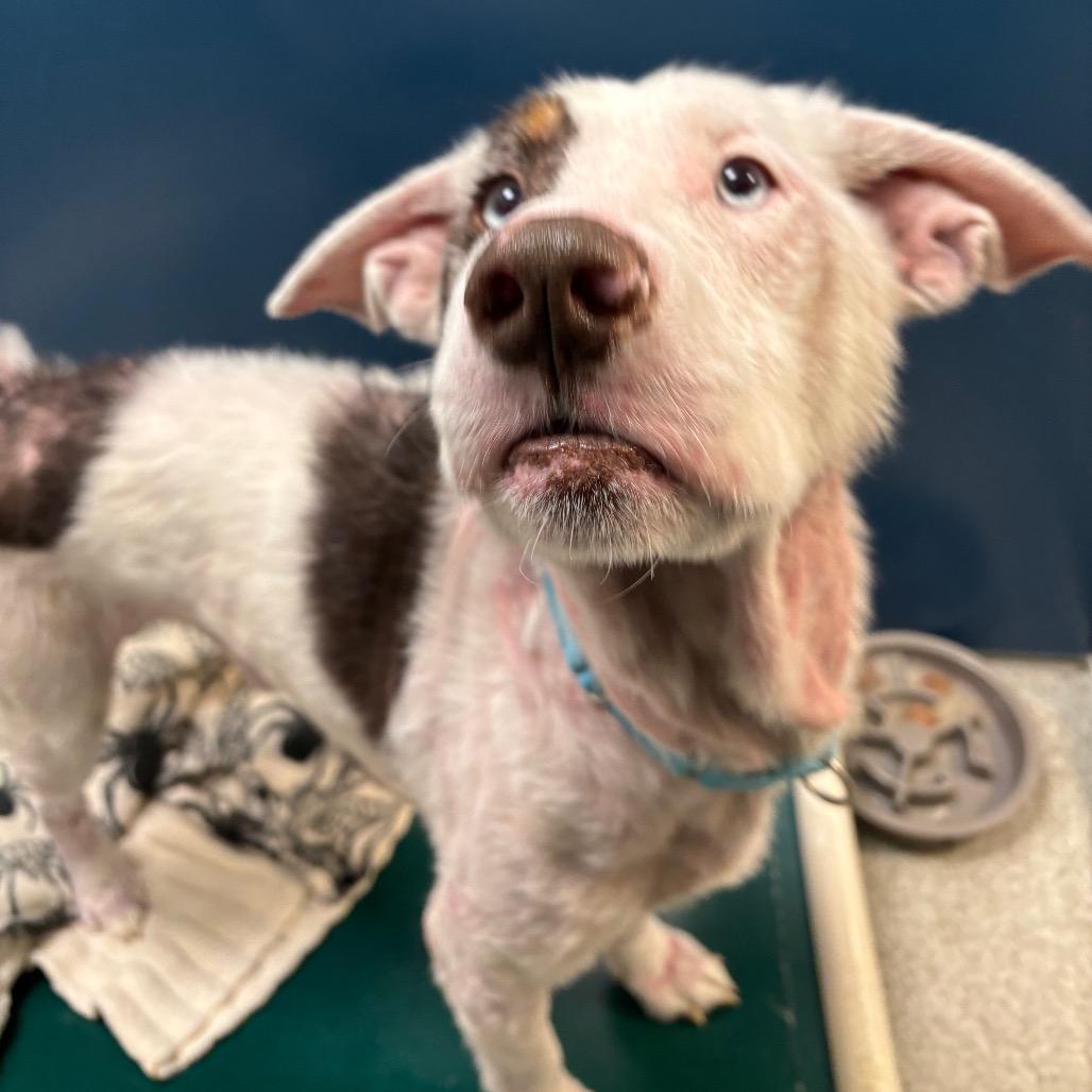 Mosely, a Adoptable Mixed Breed in Washington Township, OH image 4/6