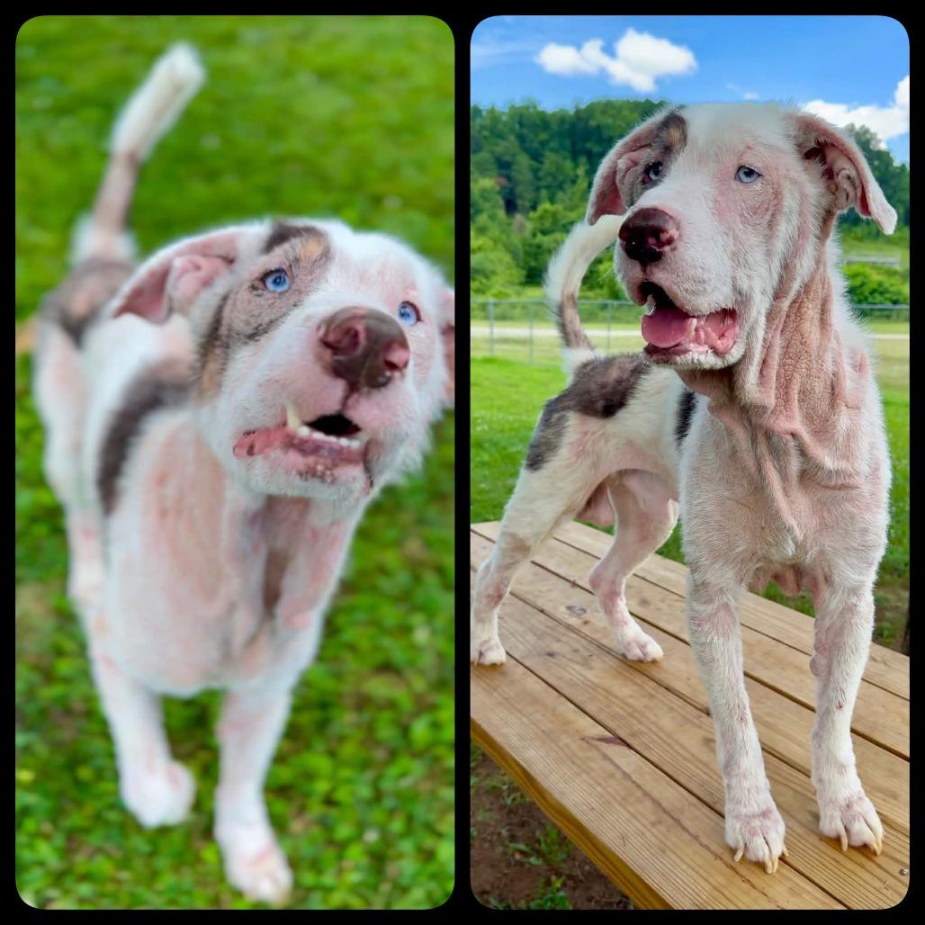 Mosely, a Adoptable Mixed Breed in Washington Township, OH image 5/6
