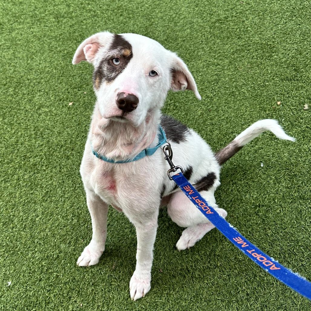 Mosely, a Adoptable Mixed Breed in Washington Township, OH image 6/6