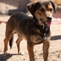 Gizmo, ADOPTABLE, Young Male Dachshund.