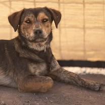 Enlarge Gizmo, a ADOPTABLE mixed breed in Casa Grande, AZ image 2/2