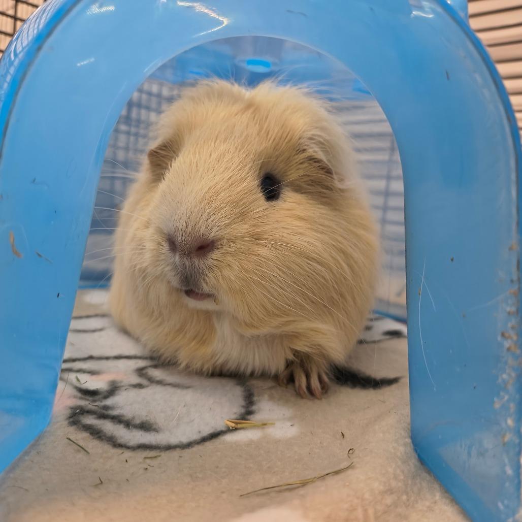 Enlarge Waffles, a Adoptable Guinea Pig in Warwick, RI image 1/2