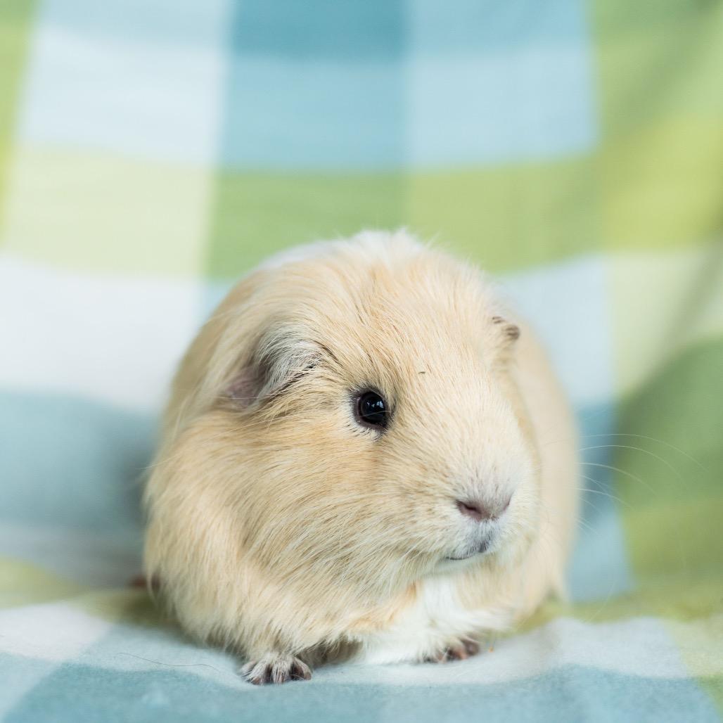 Enlarge Waffles, a Adoptable Guinea Pig in Warwick, RI image 2/2