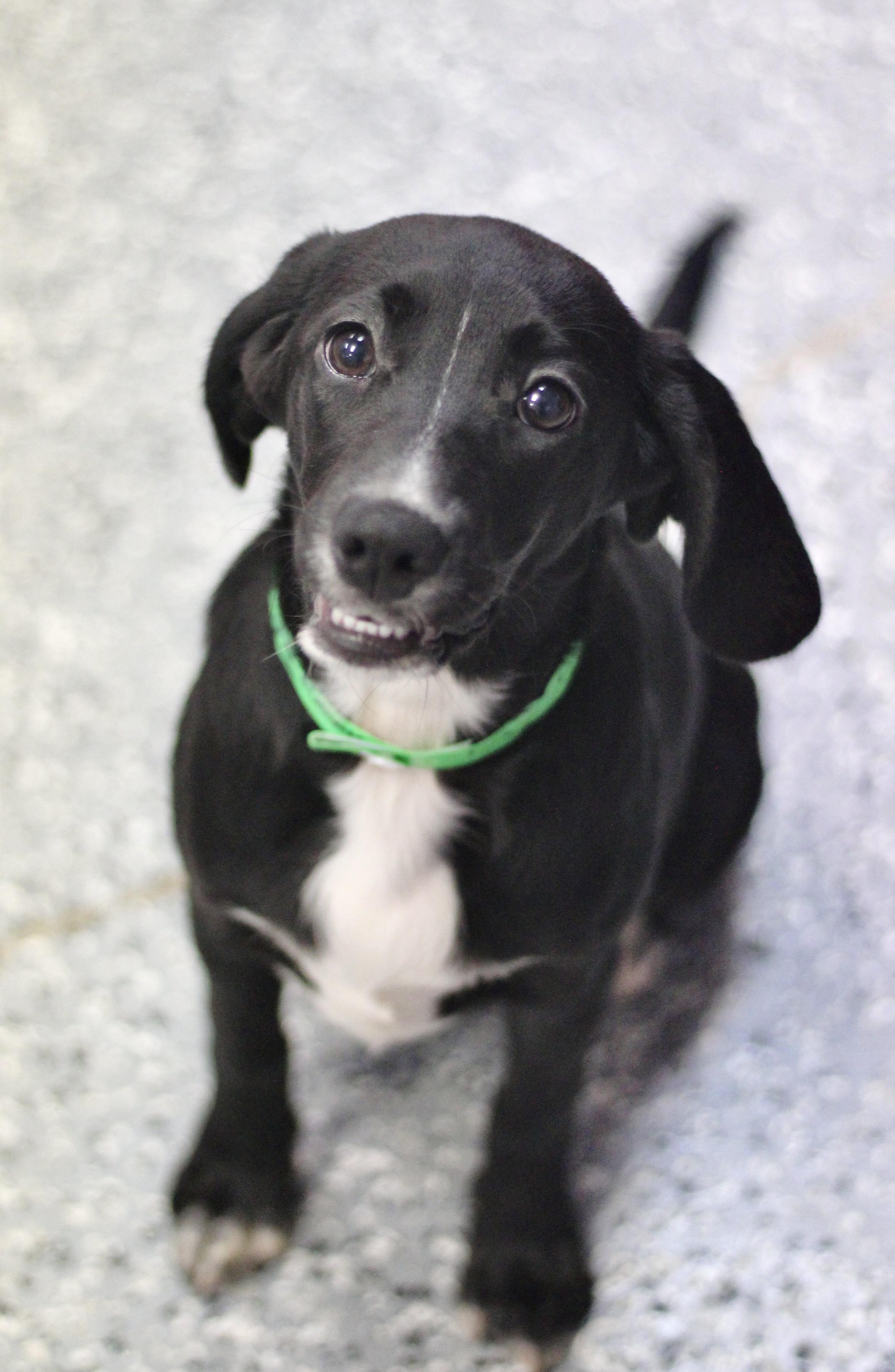 Amaris in NH! Come Meet our Adoptable Dogs Wednesday-Saturday. More info in Bio!