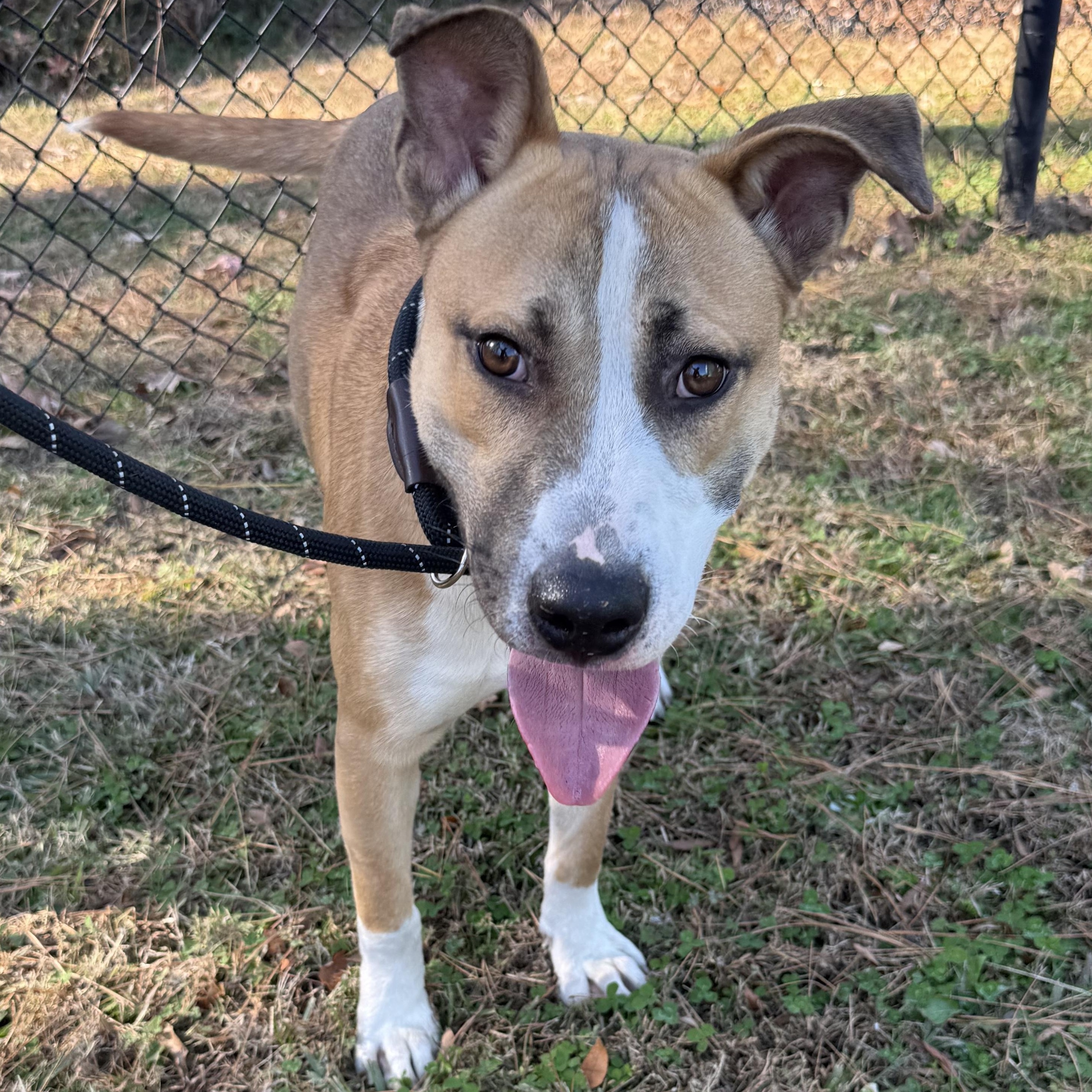 Jared, Adoptable, Adult Male Collie & Terrier.