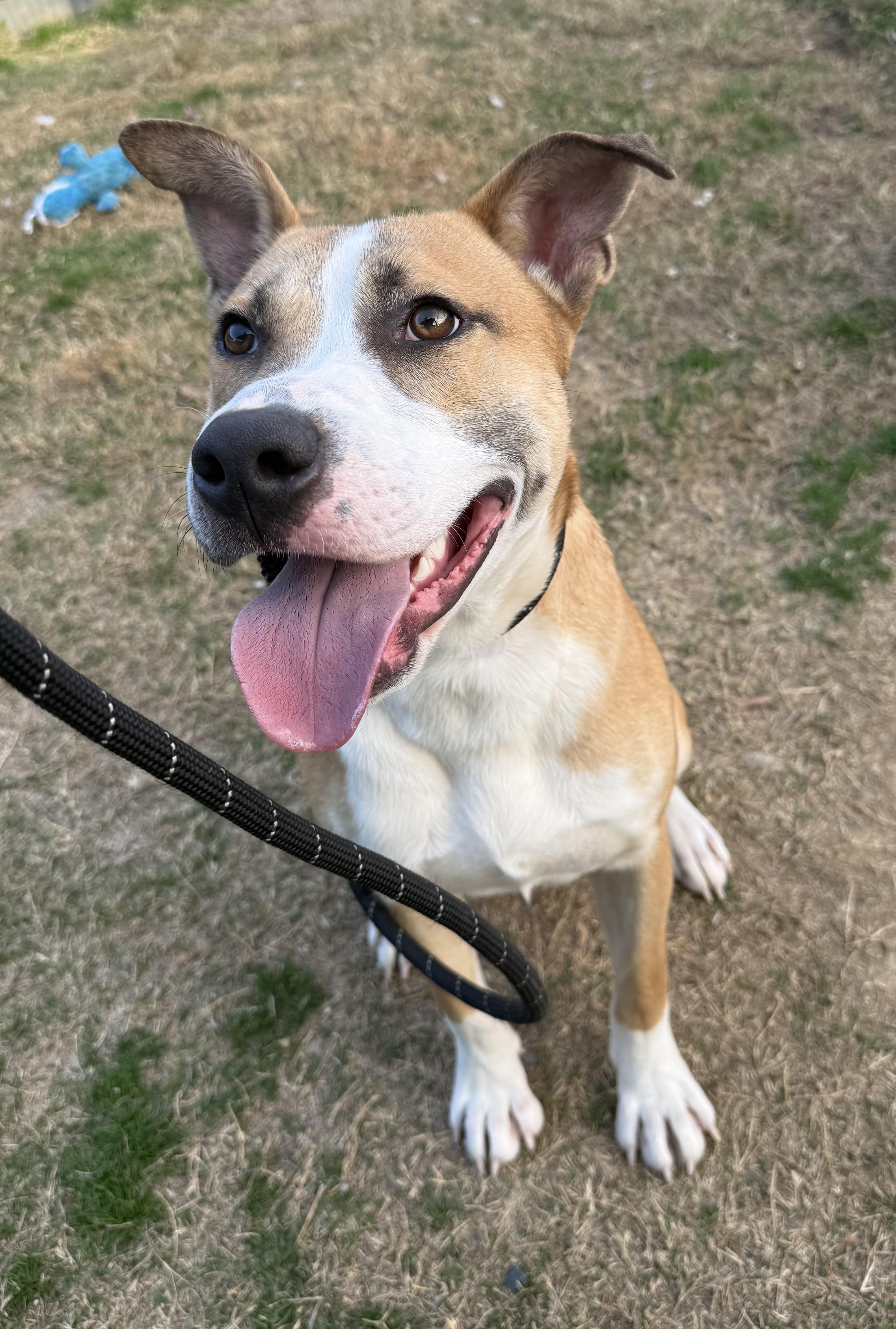 Enlarge Jared, a Adoptable mixed breed in Lancaster, SC image 3/6