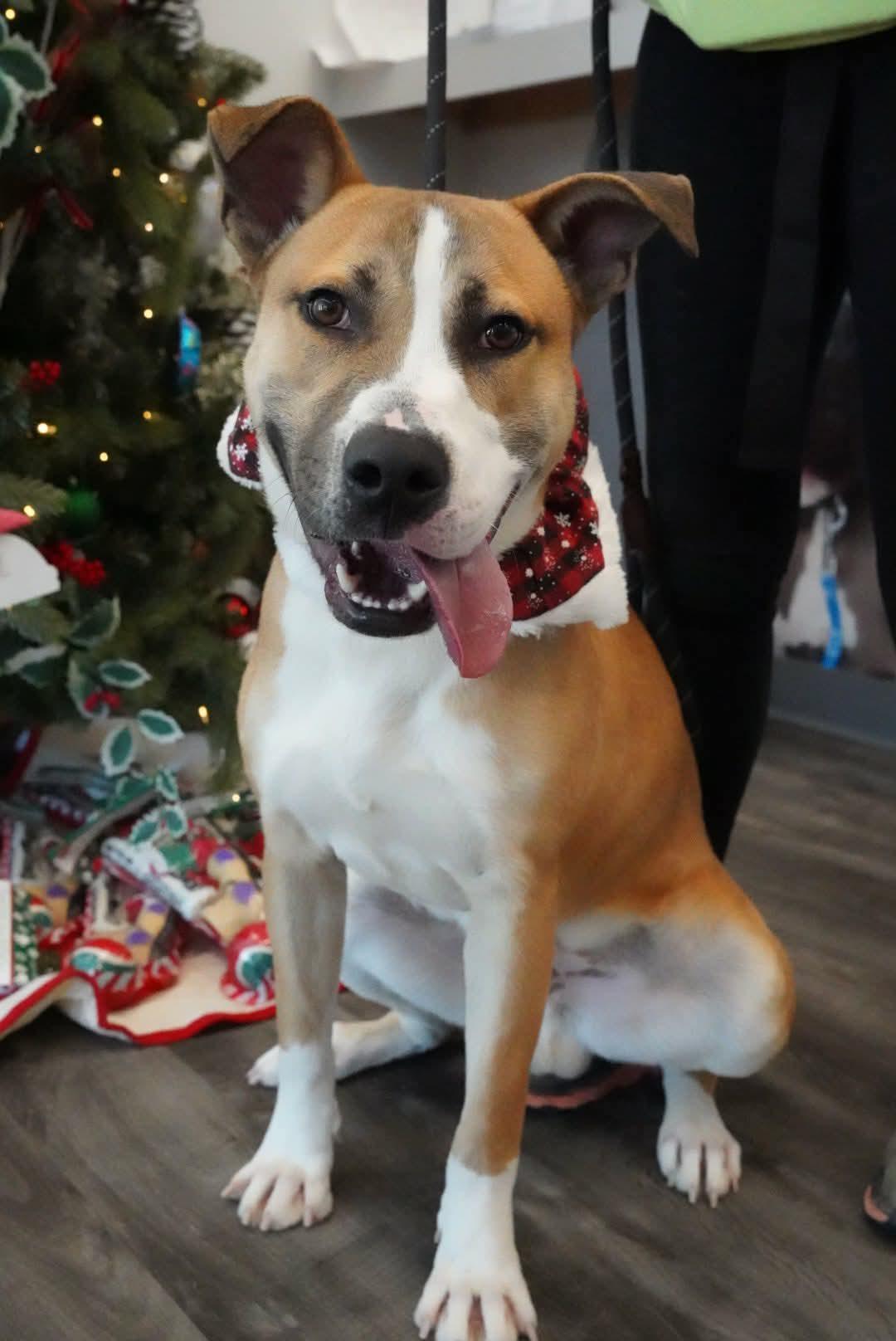 Enlarge Jared, a Adoptable mixed breed in Lancaster, SC image 1/6