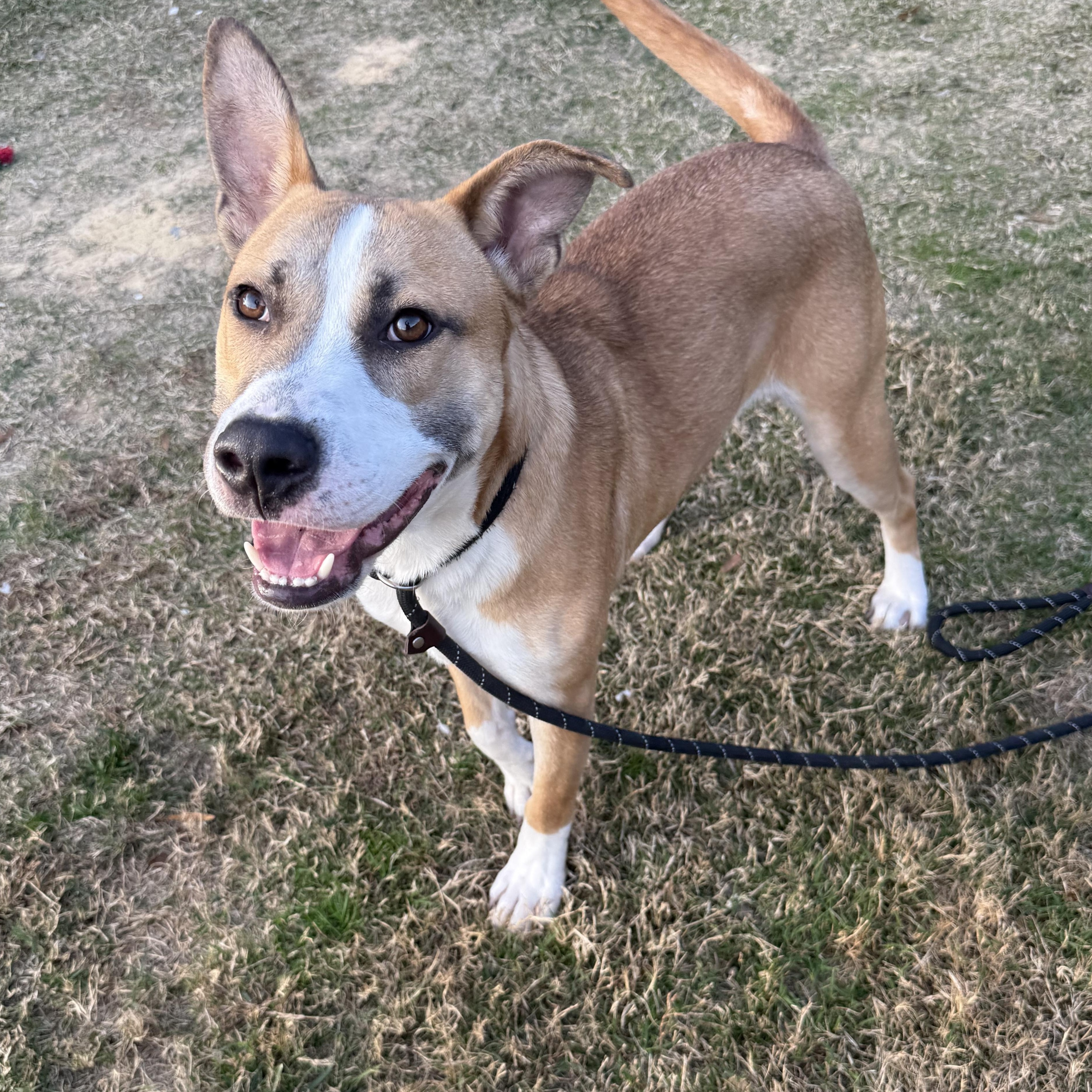 Enlarge Jared, a Adoptable mixed breed in Lancaster, SC image 4/6