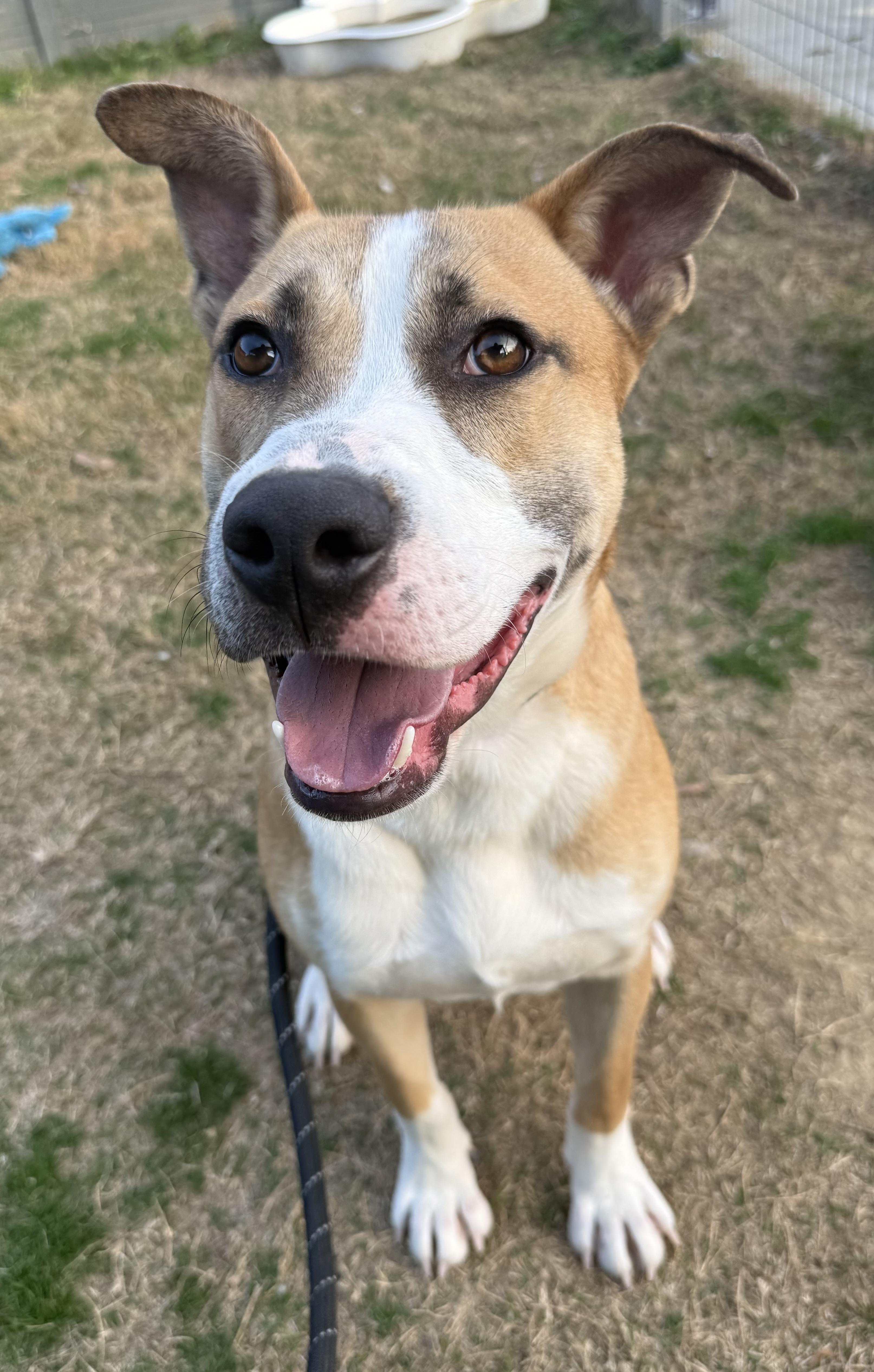 Enlarge Jared, a Adoptable mixed breed in Lancaster, SC image 1/6