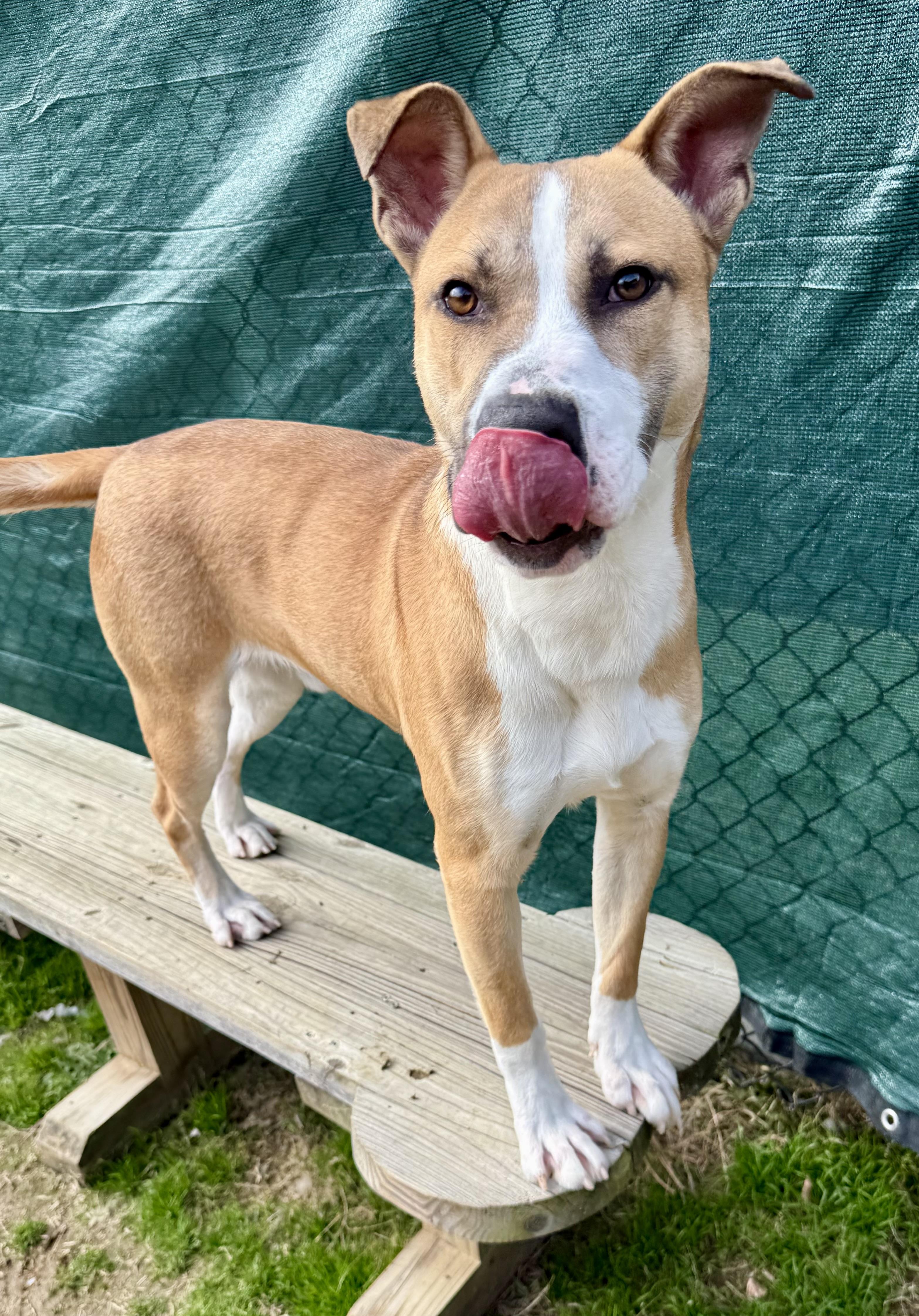 Enlarge Jared, a Adoptable mixed breed in Lancaster, SC image 1/6