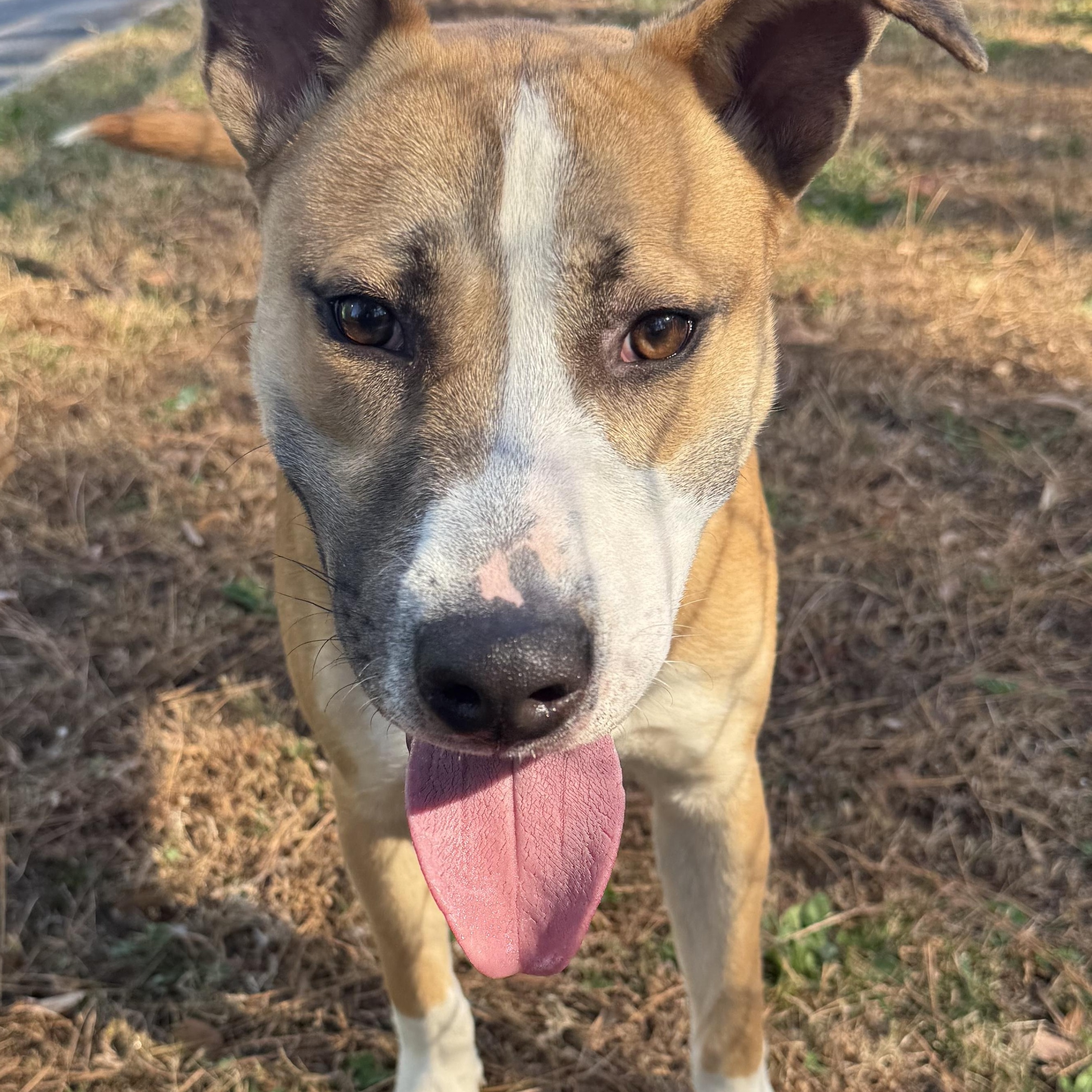 Enlarge Jared, a Adoptable mixed breed in Lancaster, SC image 6/6