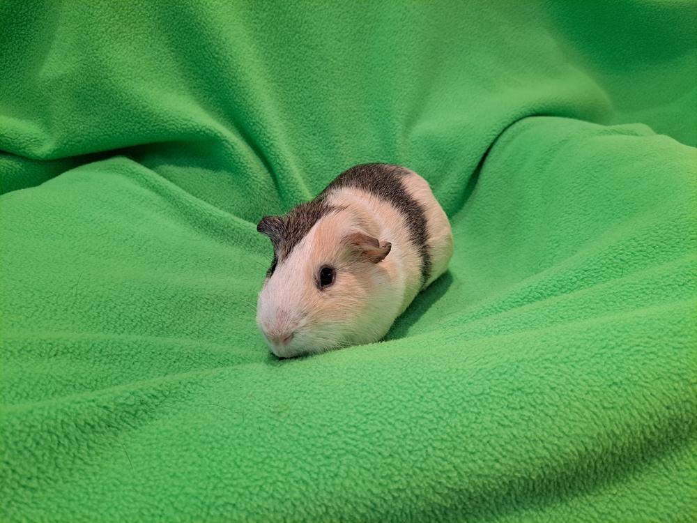 Chachi and Archi, Adoptable, Adult Male Guinea Pig & Guinea Pig.