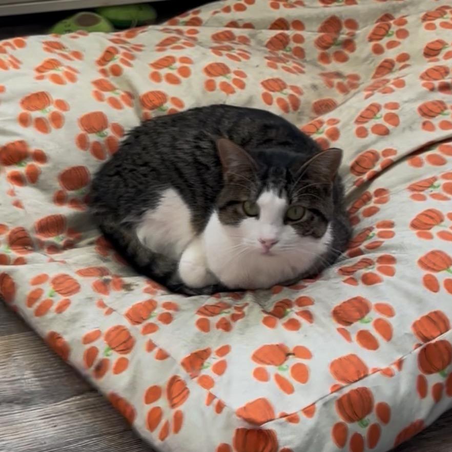 Enlarge Buster, a Adoptable Domestic Short Hair in Pleasant Hill, MO image 1/1