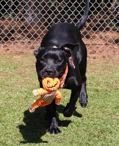 Enlarge Army (FKA Rampage), a Adoptable mixed breed in Athens, GA image 5/6