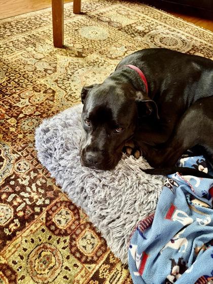 Army (FKA Rampage), a Adoptable mixed breed in Athens, GA image 2/6