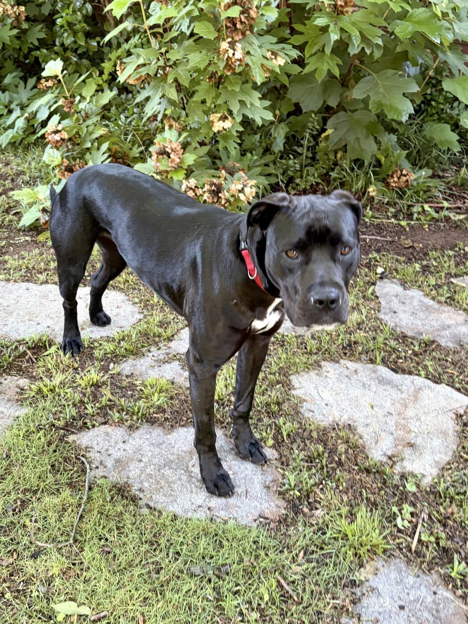 Army (FKA Rampage), Adoptable, Young Male Mixed Breed.