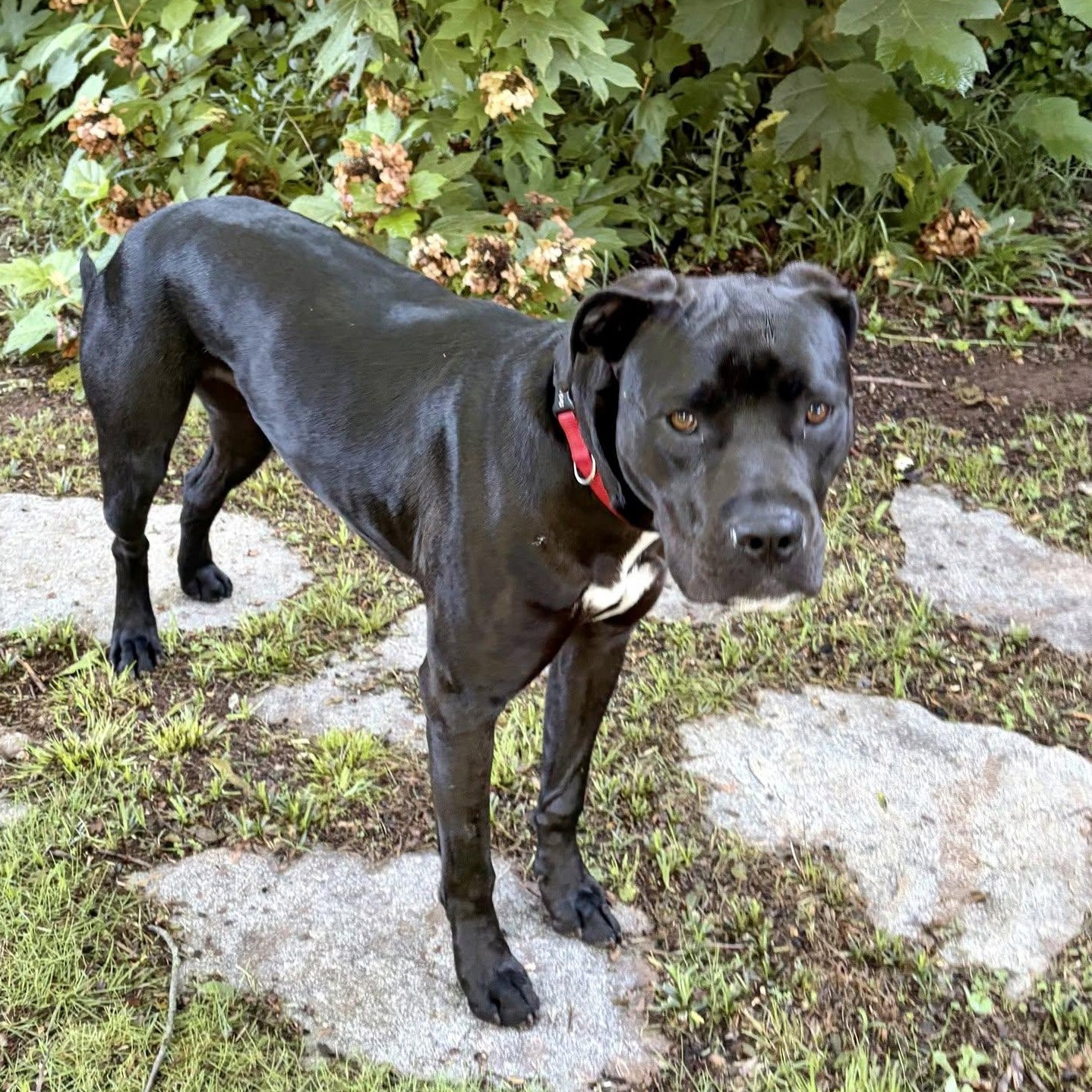Army (FKA Ram), a Adoptable mixed breed in Athens, GA image 2/6