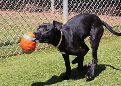 Enlarge Army (FKA Rampage), a Adoptable mixed breed in Athens, GA image 3/6