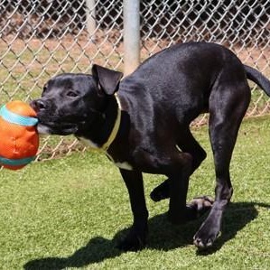 Army (FKA Ram), a Adoptable mixed breed in Athens, GA image 4/6