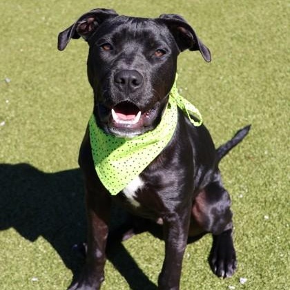 Army (FKA Ram), a Adoptable mixed breed in Athens, GA image 1/6