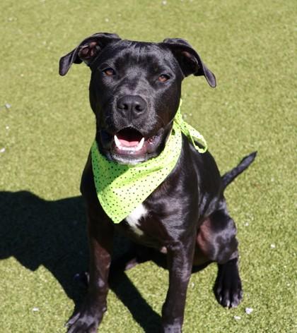 Enlarge Army (FKA Rampage), a Adoptable mixed breed in Athens, GA image 1/6