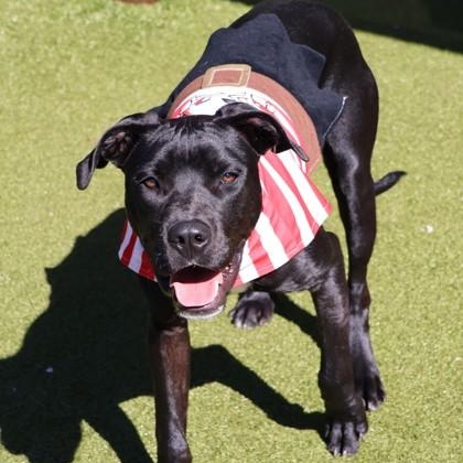 Army (FKA Ram), a Adoptable mixed breed in Athens, GA image 5/6