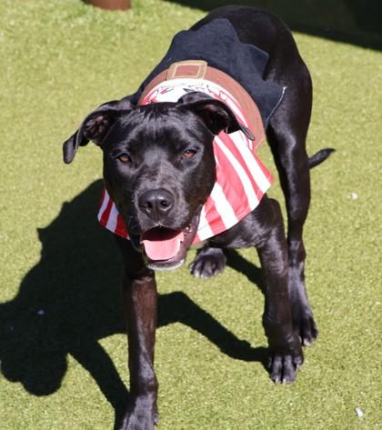 Enlarge Army (FKA Rampage), a Adoptable mixed breed in Athens, GA image 4/6