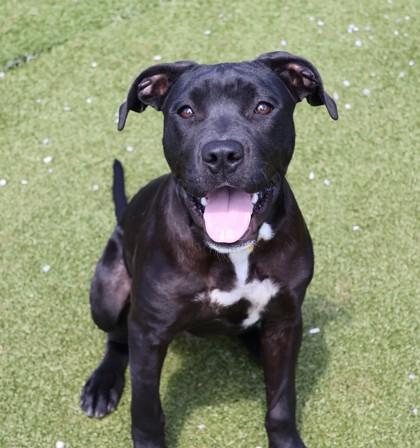 Enlarge Army (FKA Rampage), a Adoptable mixed breed in Athens, GA image 2/6