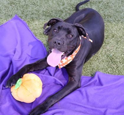 Enlarge Army (FKA Rampage), a Adoptable mixed breed in Athens, GA image 6/6