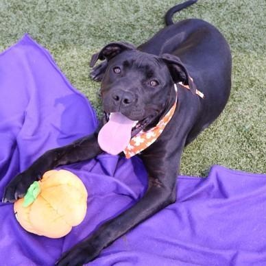 Army (FKA Ram), a Adoptable mixed breed in Athens, GA image 6/6