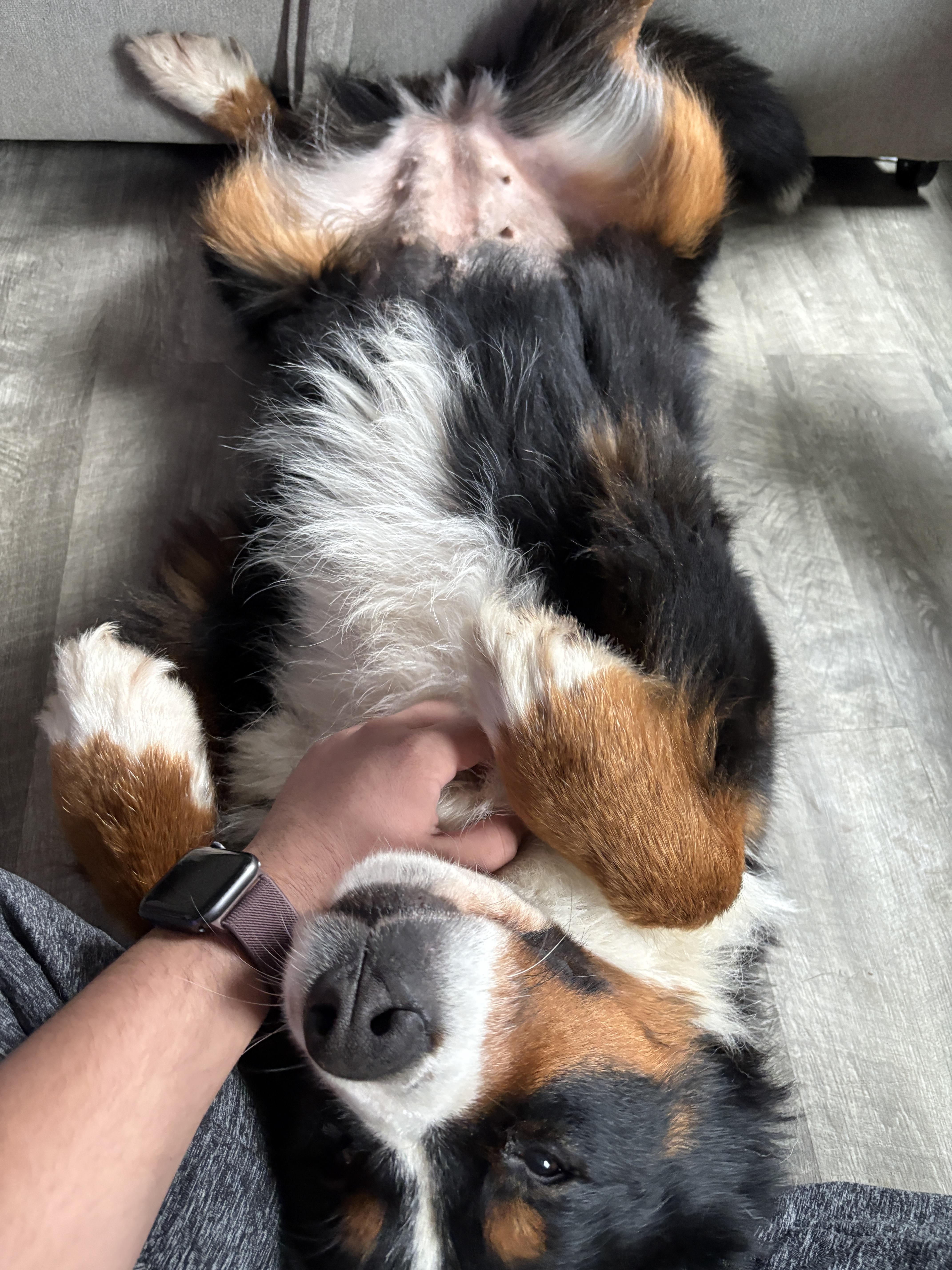 Enlarge Basil, a Adoptable Bernese Mountain Dog in Silver Spring, MD image 6/6