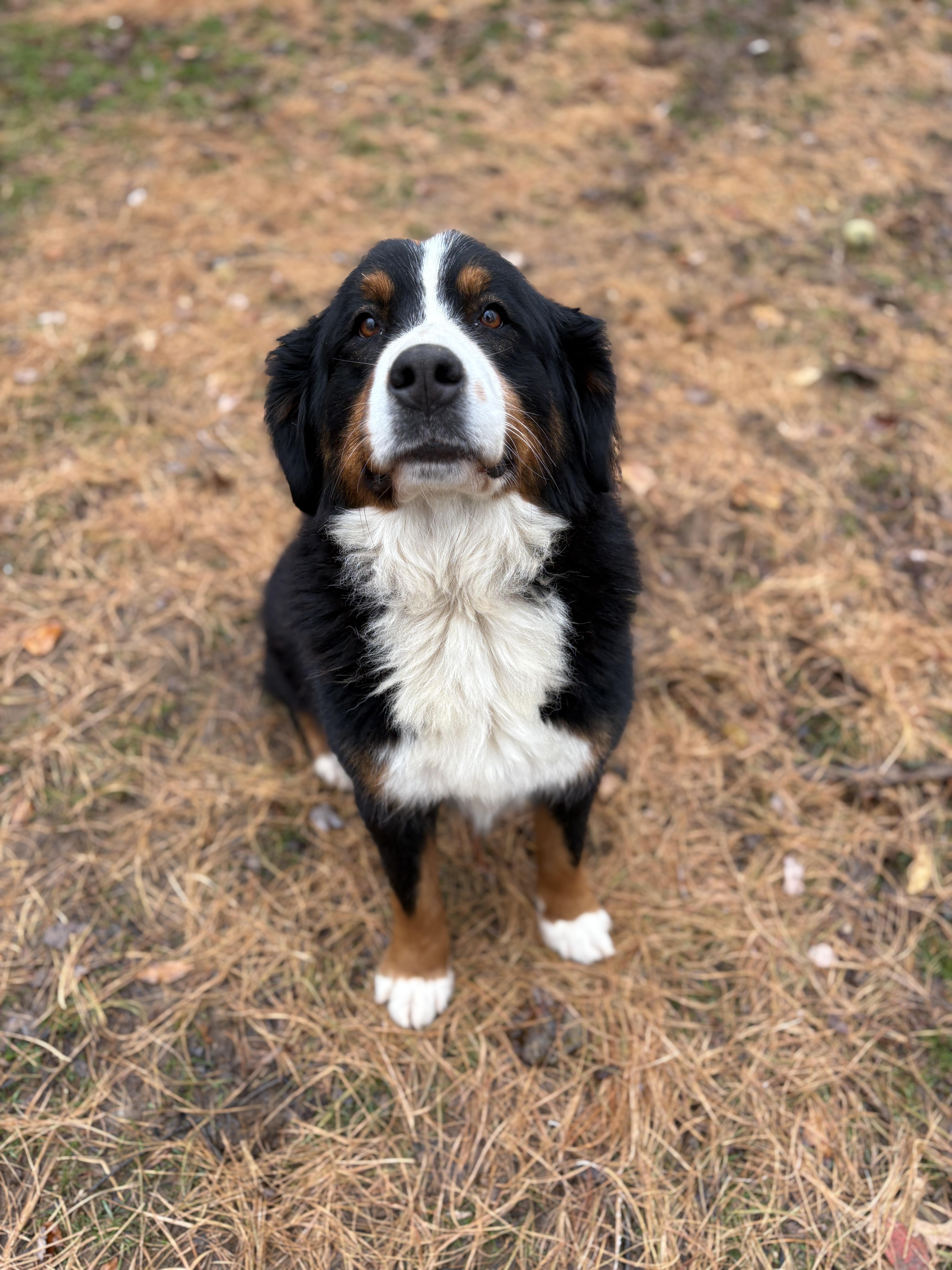 Enlarge Basil, a Adoptable Bernese Mountain Dog in Silver Spring, MD image 1/6