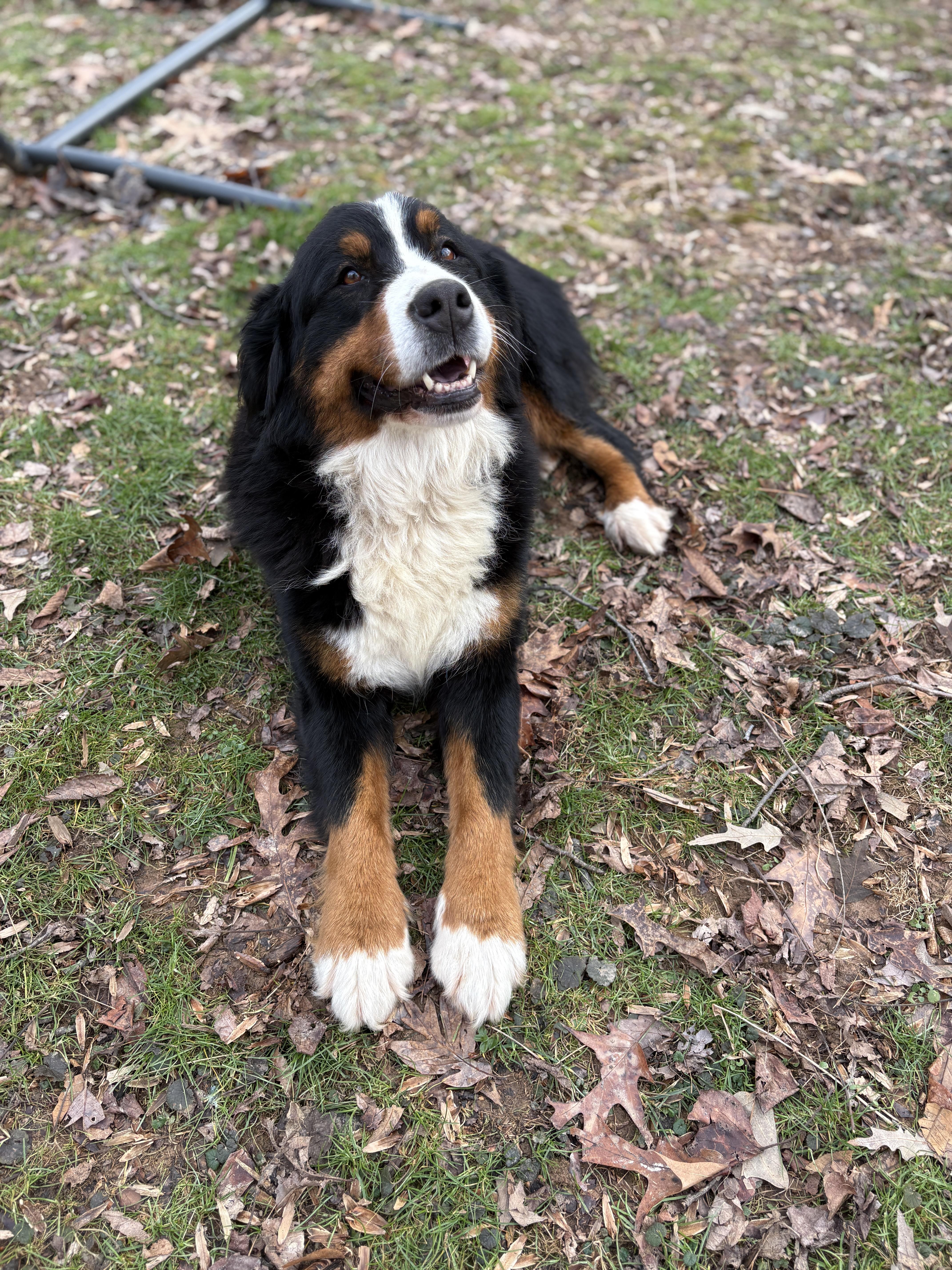 Enlarge Basil, a Adoptable Bernese Mountain Dog in Silver Spring, MD image 2/6