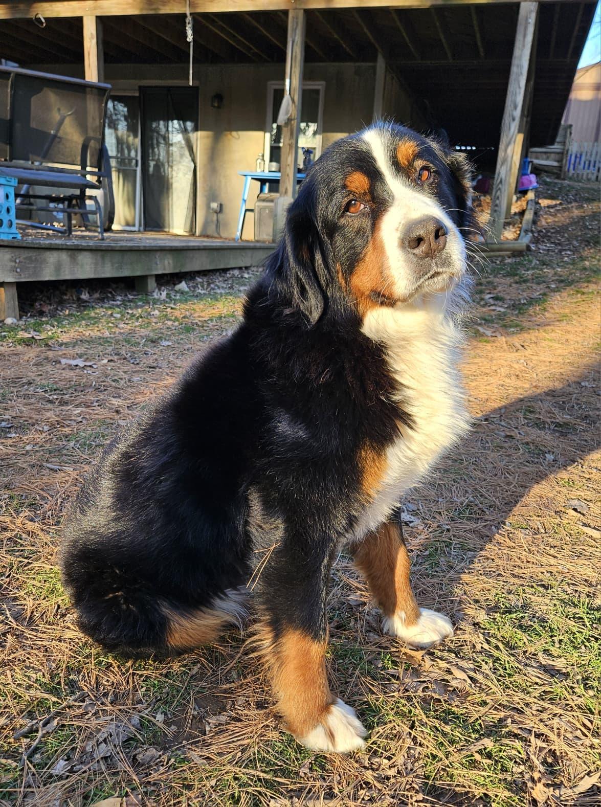 Enlarge Basil, a Adoptable Bernese Mountain Dog in Silver Spring, MD image 5/6