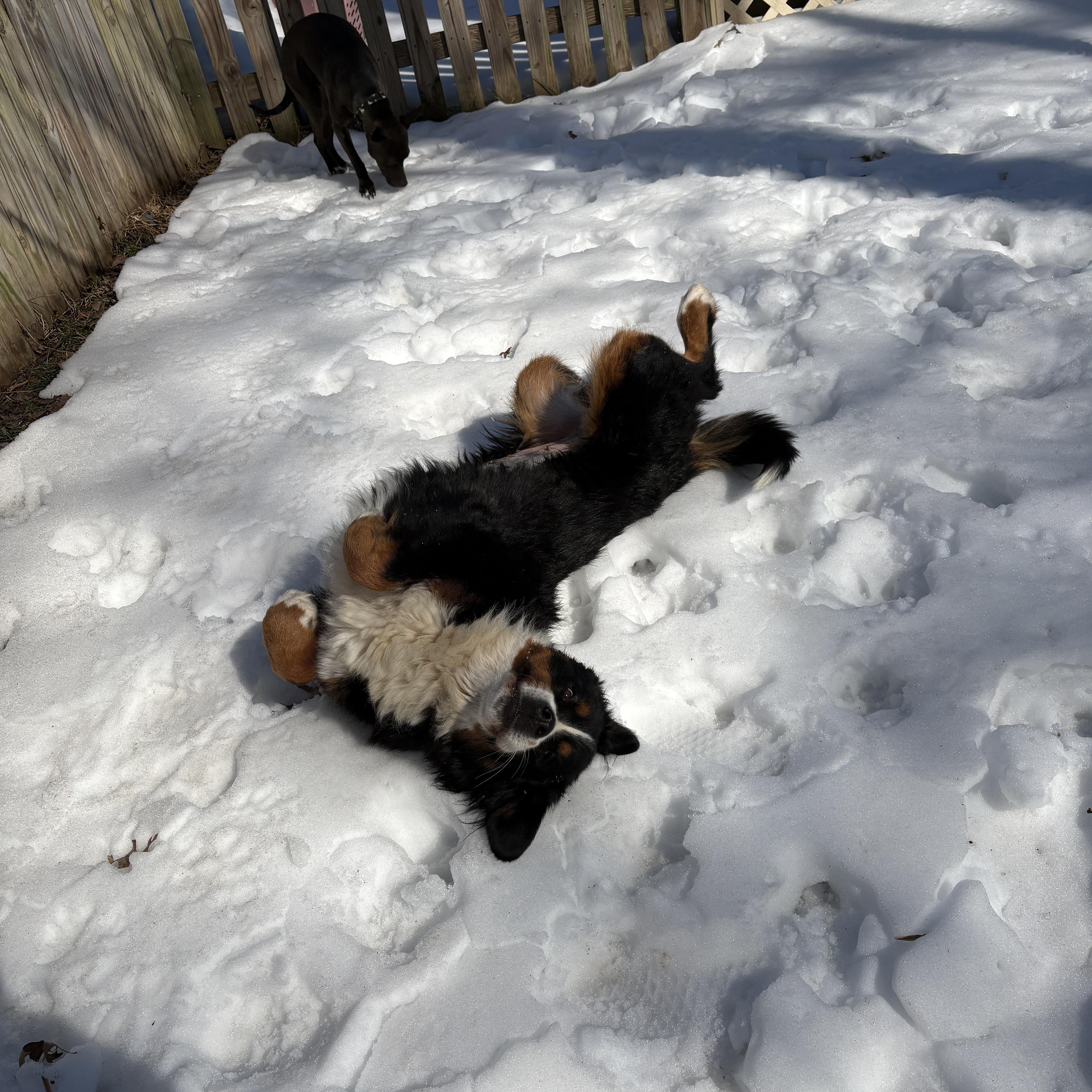 Enlarge Basil, a Adoptable Bernese Mountain Dog in Silver Spring, MD image 4/6