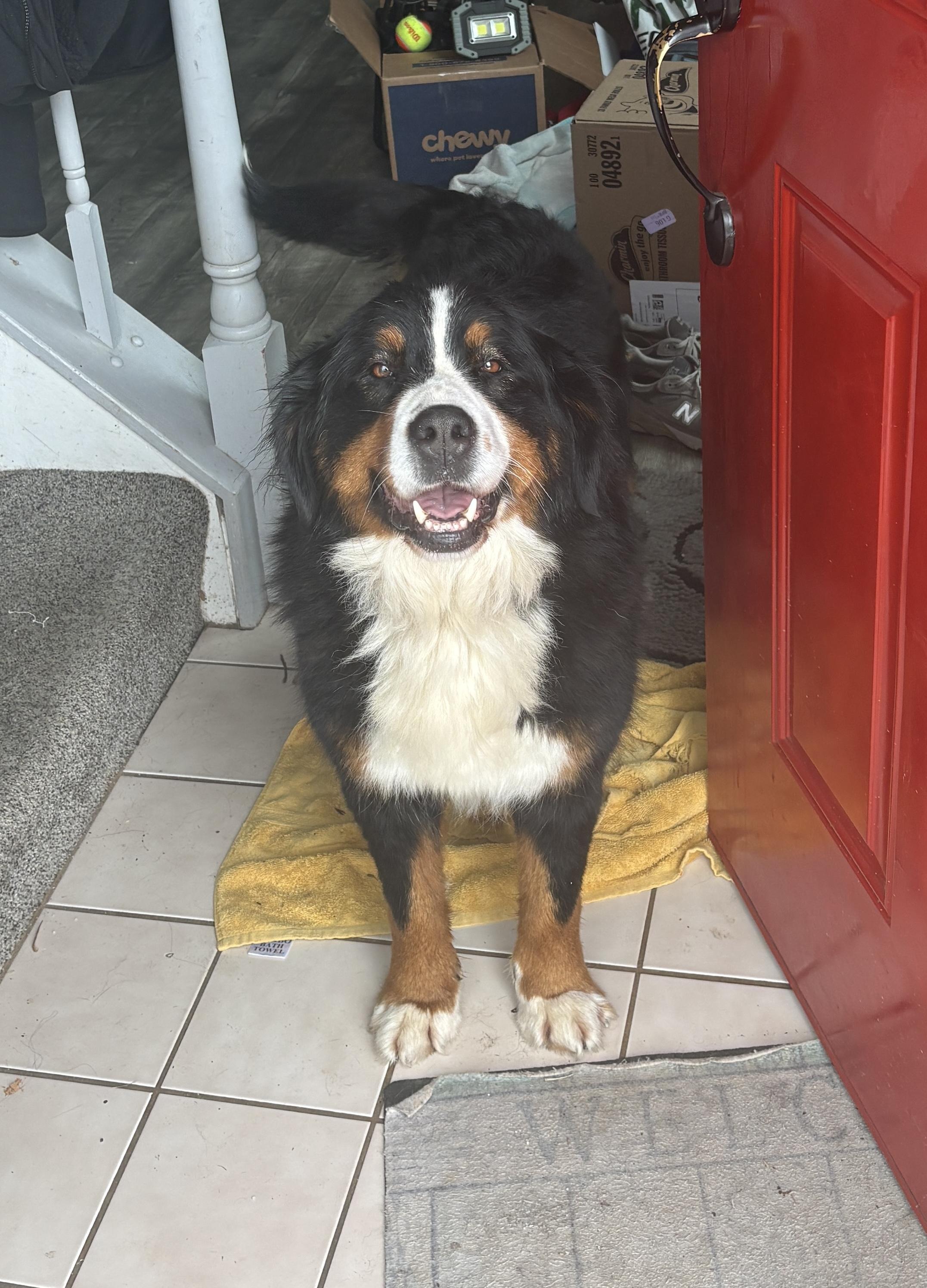 Enlarge Basil, a Adoptable Bernese Mountain Dog in Silver Spring, MD image 3/6