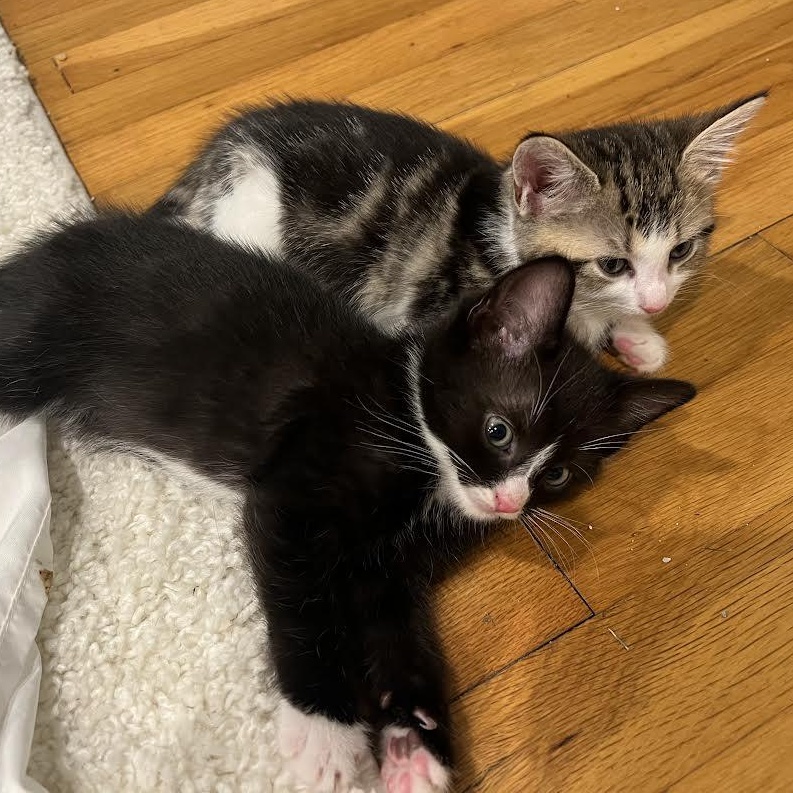 Blackberry & Strawberry, Baby Female unknown