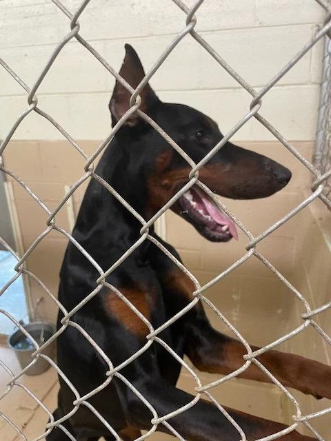 Enlarge ACE, a Adoptable Doberman Pinscher in Mount Laurel, NJ image 2/3