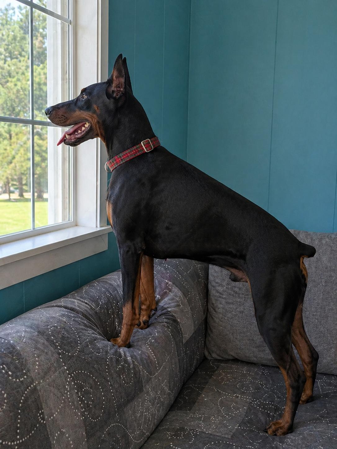 Enlarge ACE, a Adoptable Doberman Pinscher in Mount Laurel, NJ image 3/3