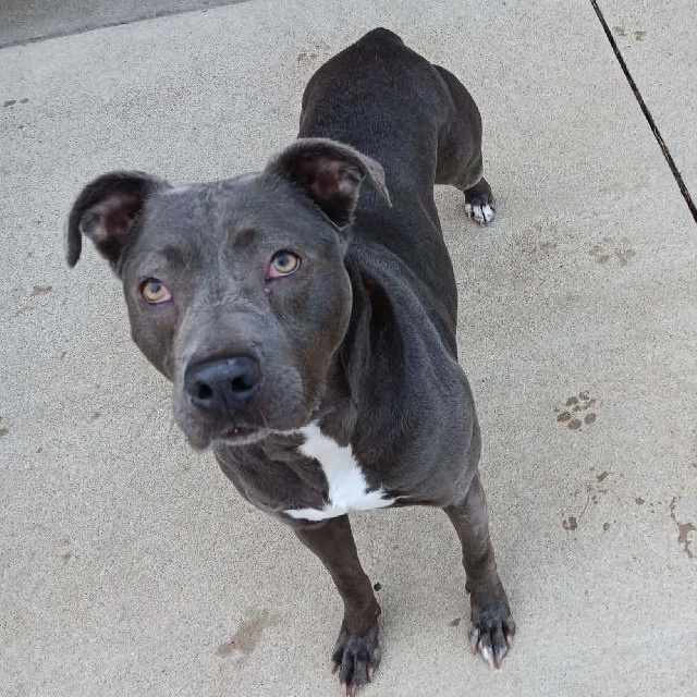 Enlarge Bette Davis **so sweet**, a Adoptable mixed breed in Seymour, IN image 3/4