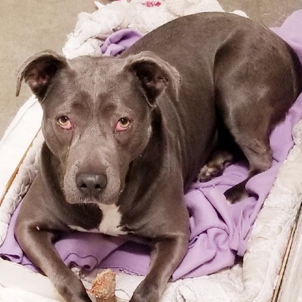 Enlarge Bette Davis **so sweet**, a Adoptable mixed breed in Seymour, IN image 4/4