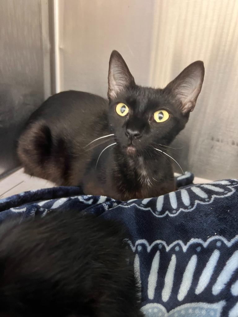 Enlarge Saharan, a Adoptable mixed breed in Richland Hills, TX image 1/1